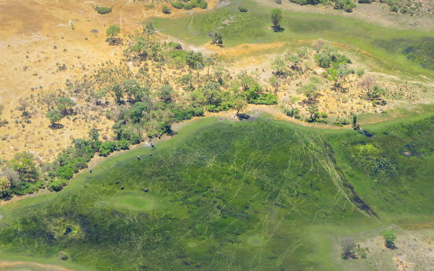 Okavango Delta von oben mit Elefanten aus dem Buschflieger